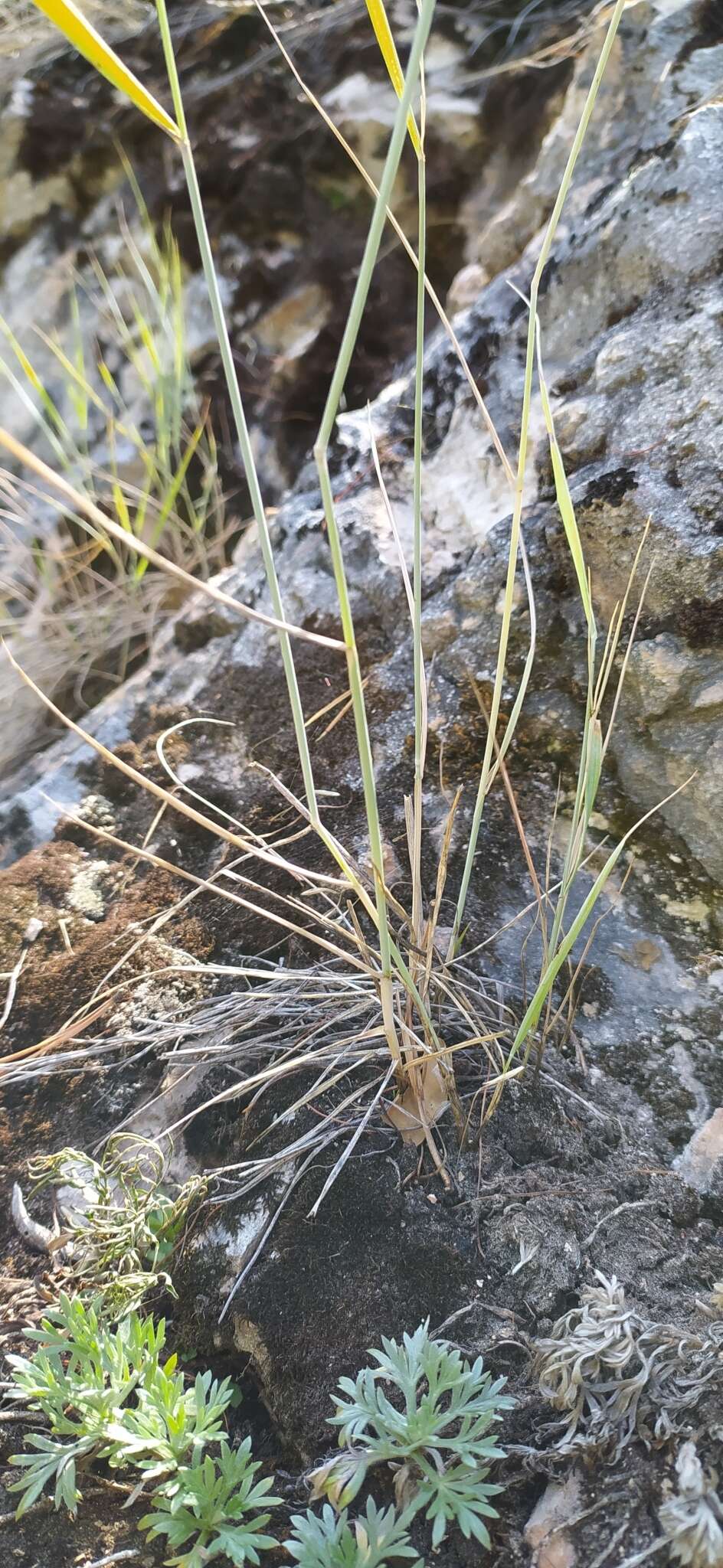 Image of Elymus reflexiaristatus (Nevski) Melderis