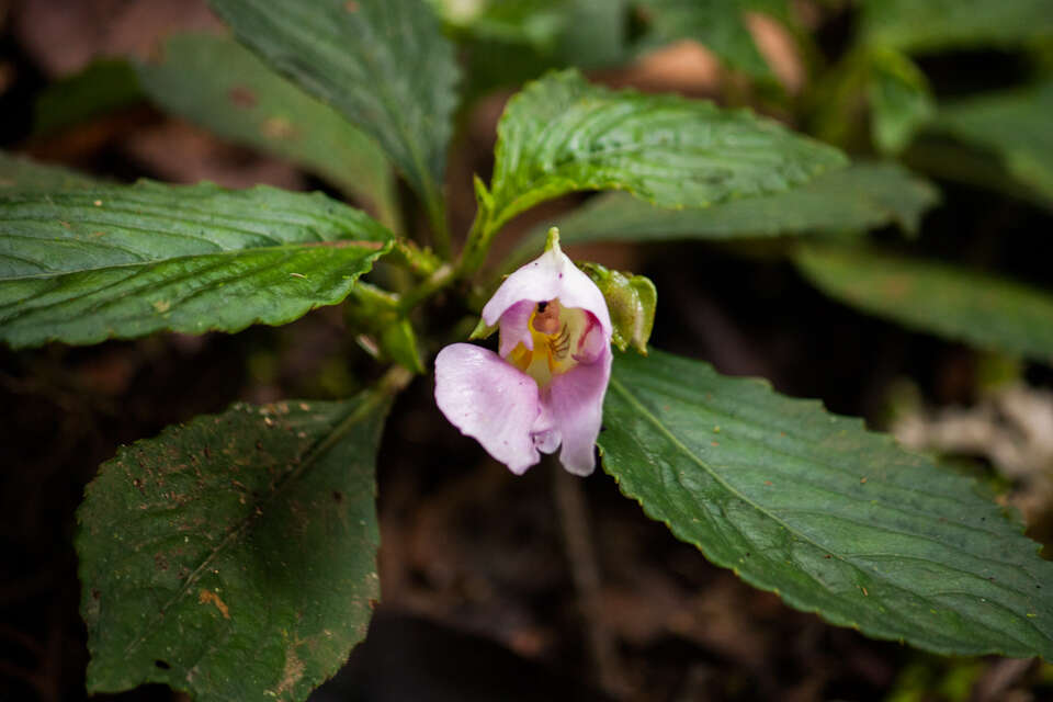 Image of Impatiens pseudoperezii C. Grey-Wilson