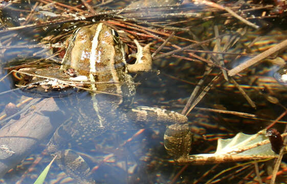 Image de Pelophylax bedriagae (Camerano 1882)