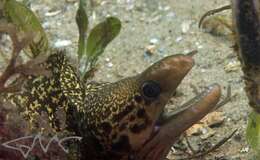 Image of Australian moray