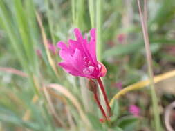 Image of Raiche's clarkia