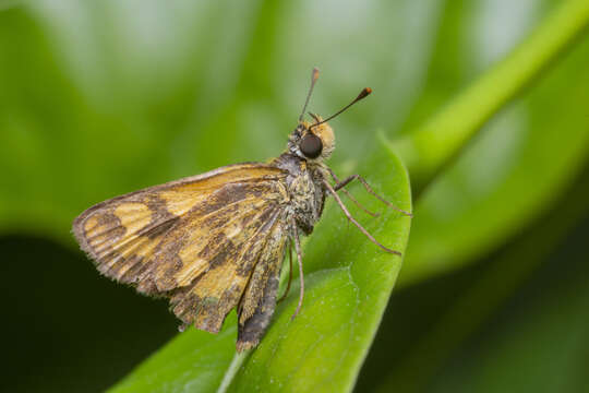 Plancia ëd Taractrocera archias quinta Swinhoe 1913