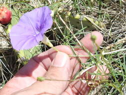 Imagem de Ipomoea ternifolia var. leptotoma (Torr.) J. A. Mc Donald