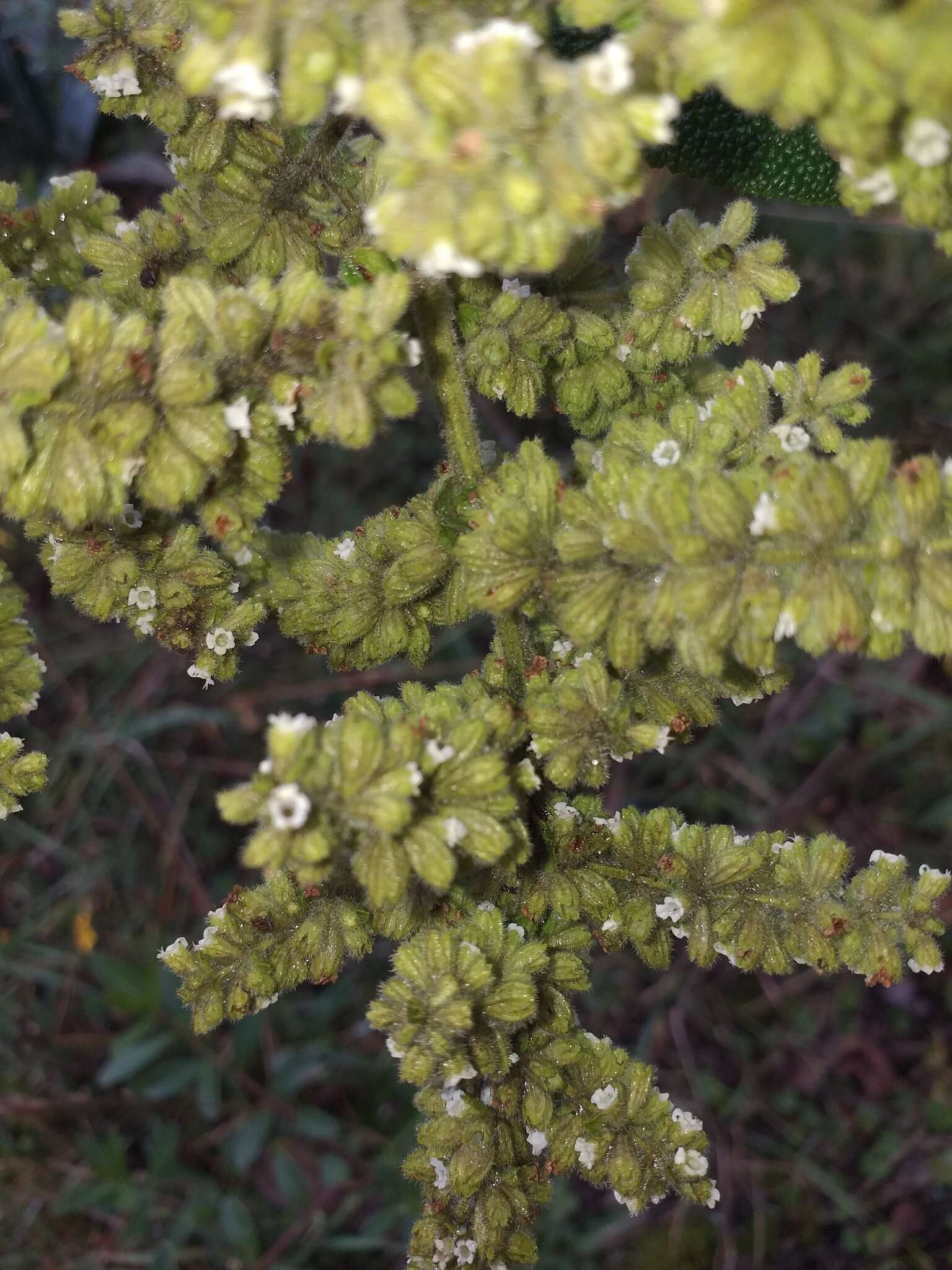 Слика од Lepechinia betonicifolia (Lam.) Epling