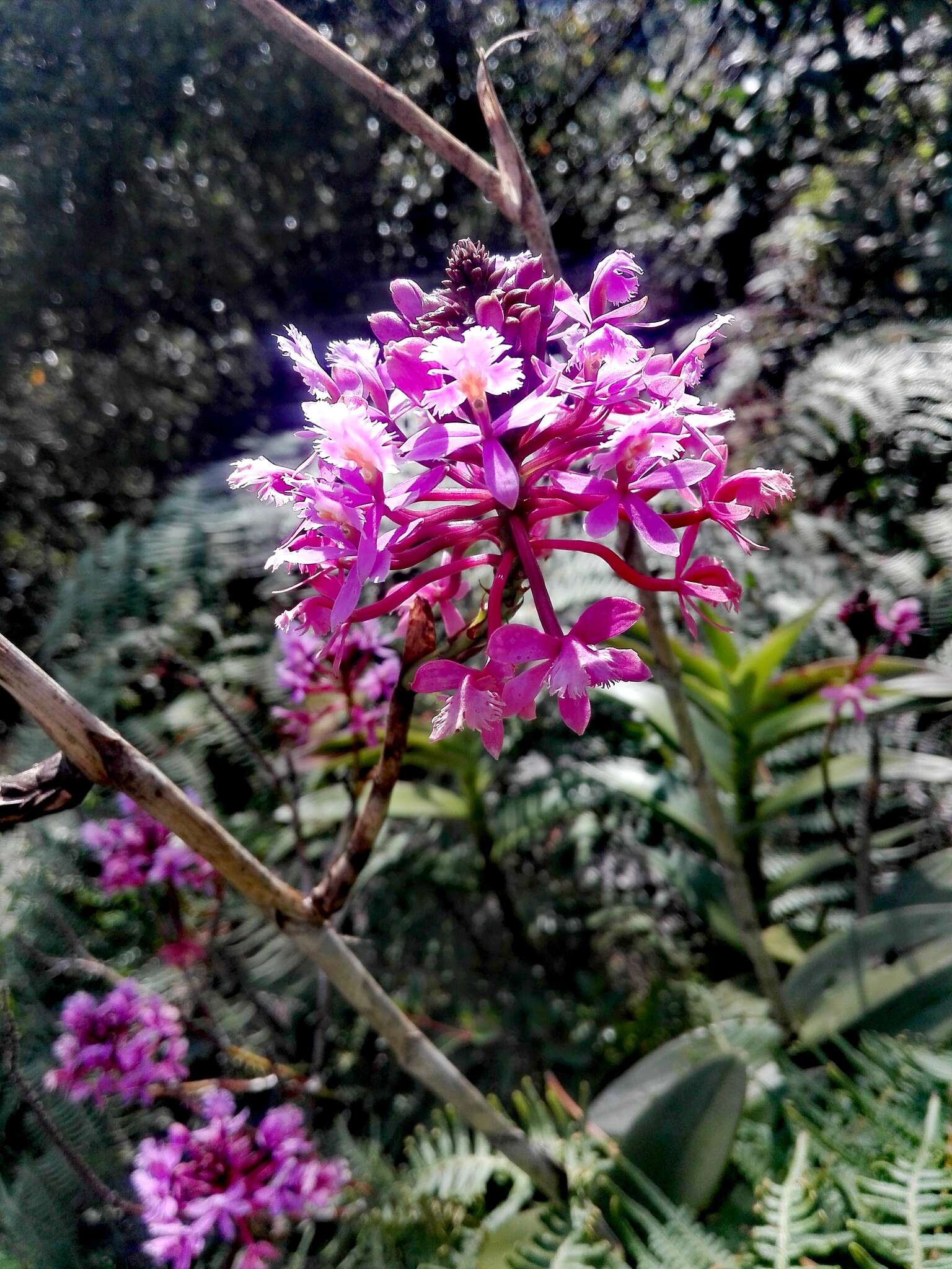 Image of Epidendrum arachnoglossum Rchb. fil. ex André