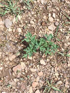 Image of Brown's peony