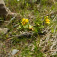 Image of tansy cinquefoil