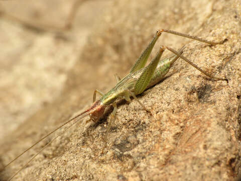 Imagem de Oecanthus californicus pictipennis Hebard 1935