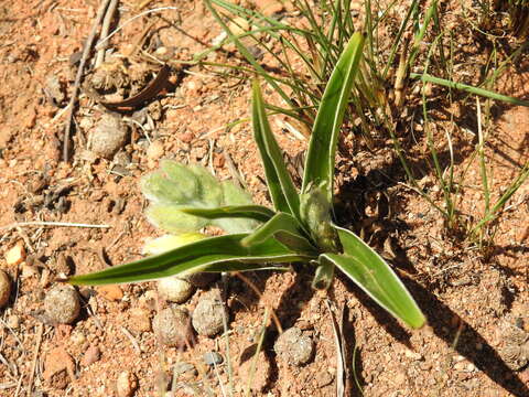 Image of Hypoxis obtusa Burch. ex Ker Gawl.