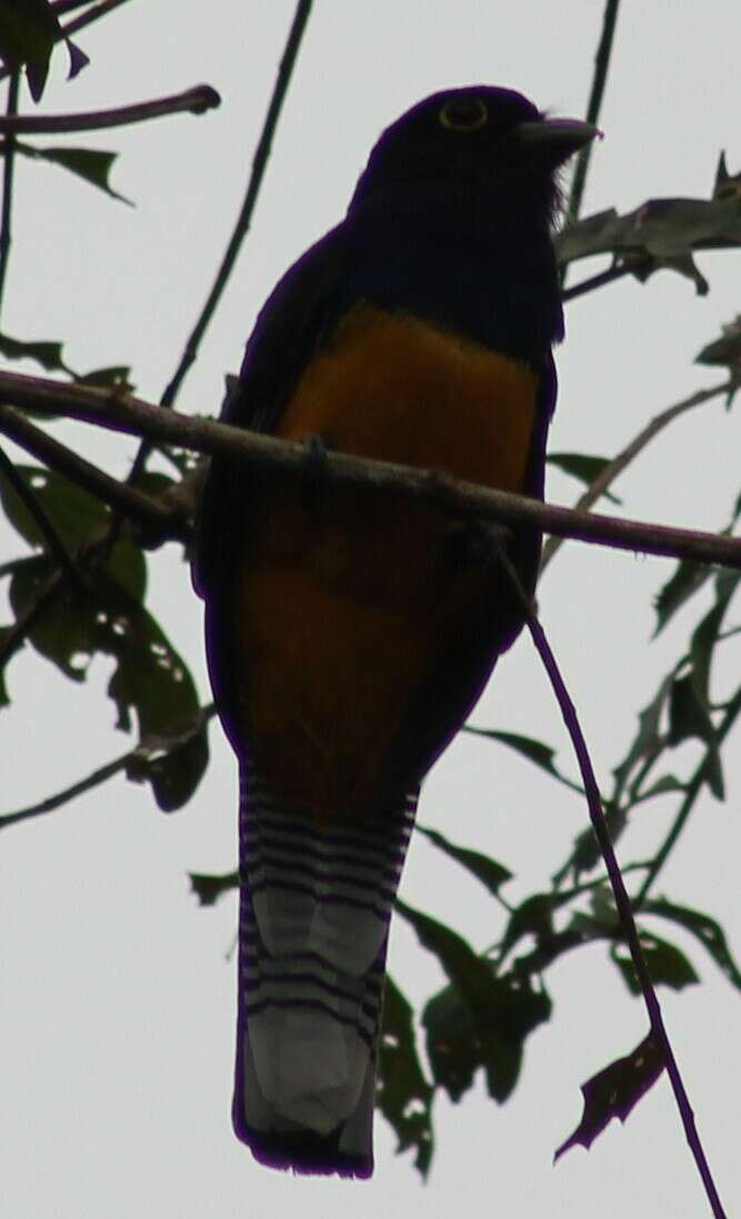 Imagem de Trogon ramonianus Deville & Des Murs 1849