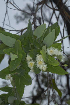 Image of Angophora robur L. A. S. Johnson & K. D. Hill