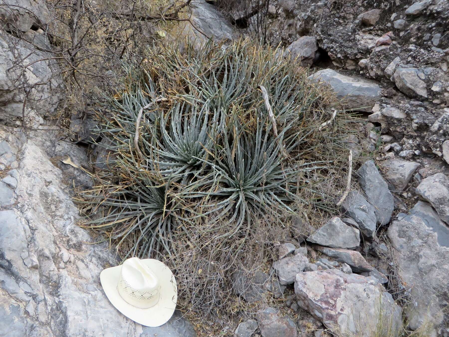 Image of Hechtia mapimiana López-Ferr. & Espejo