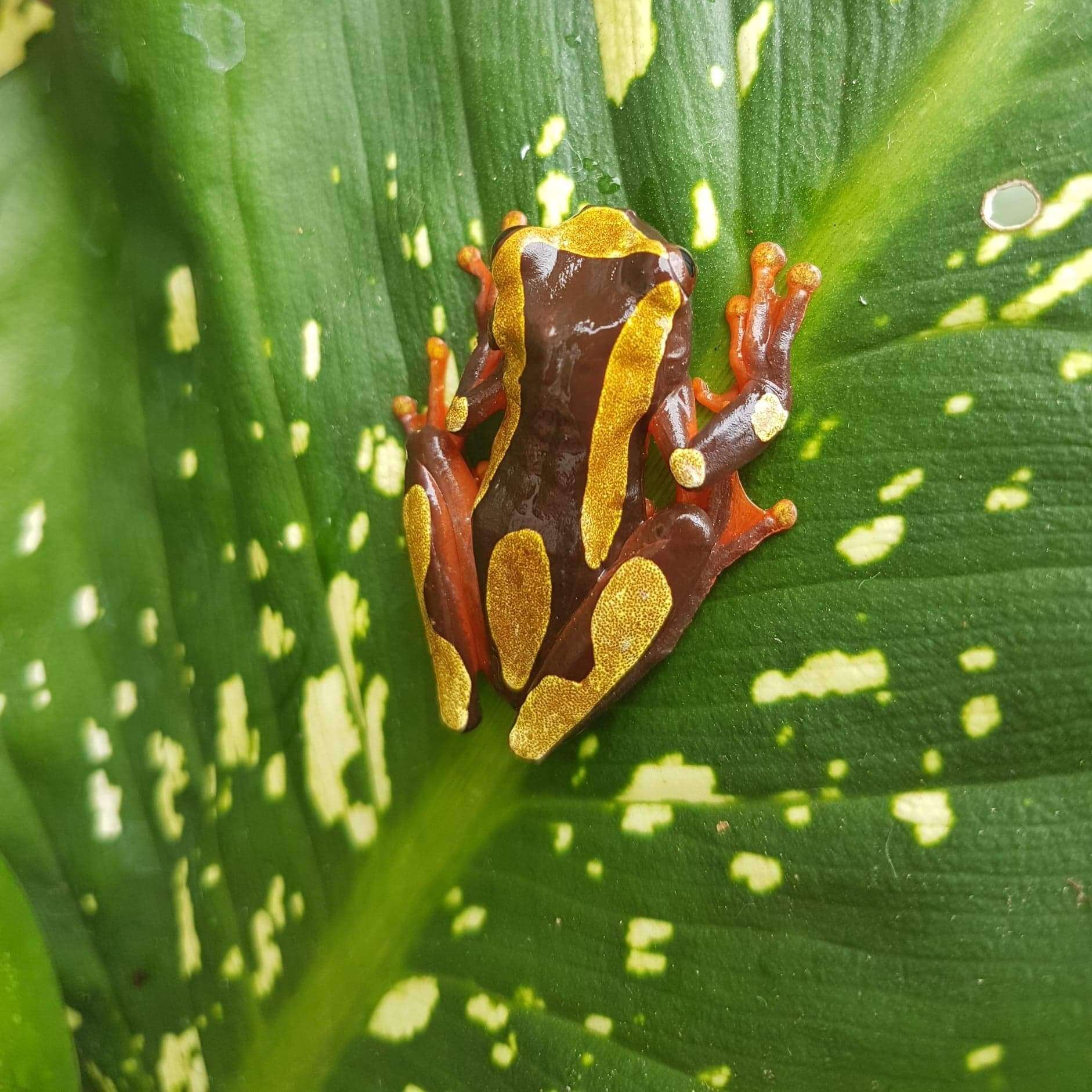 Dendropsophus leucophyllatus (Beireis 1783) resmi