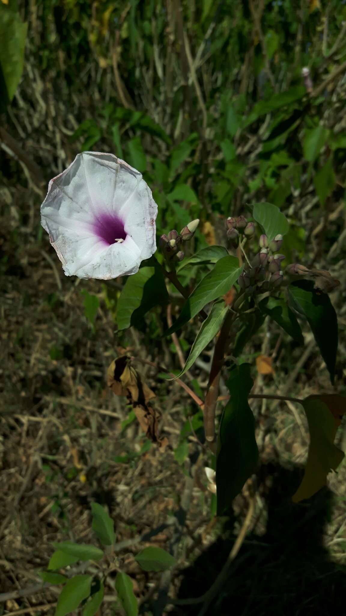 Imagem de Ipomoea carnea subsp. fistulosa (Mart. ex Choisy) D. F. Austin