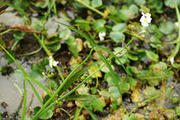 Imagem de Sagittaria trifolia L.