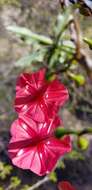 Слика од Ipomoea microdactyla Griseb.