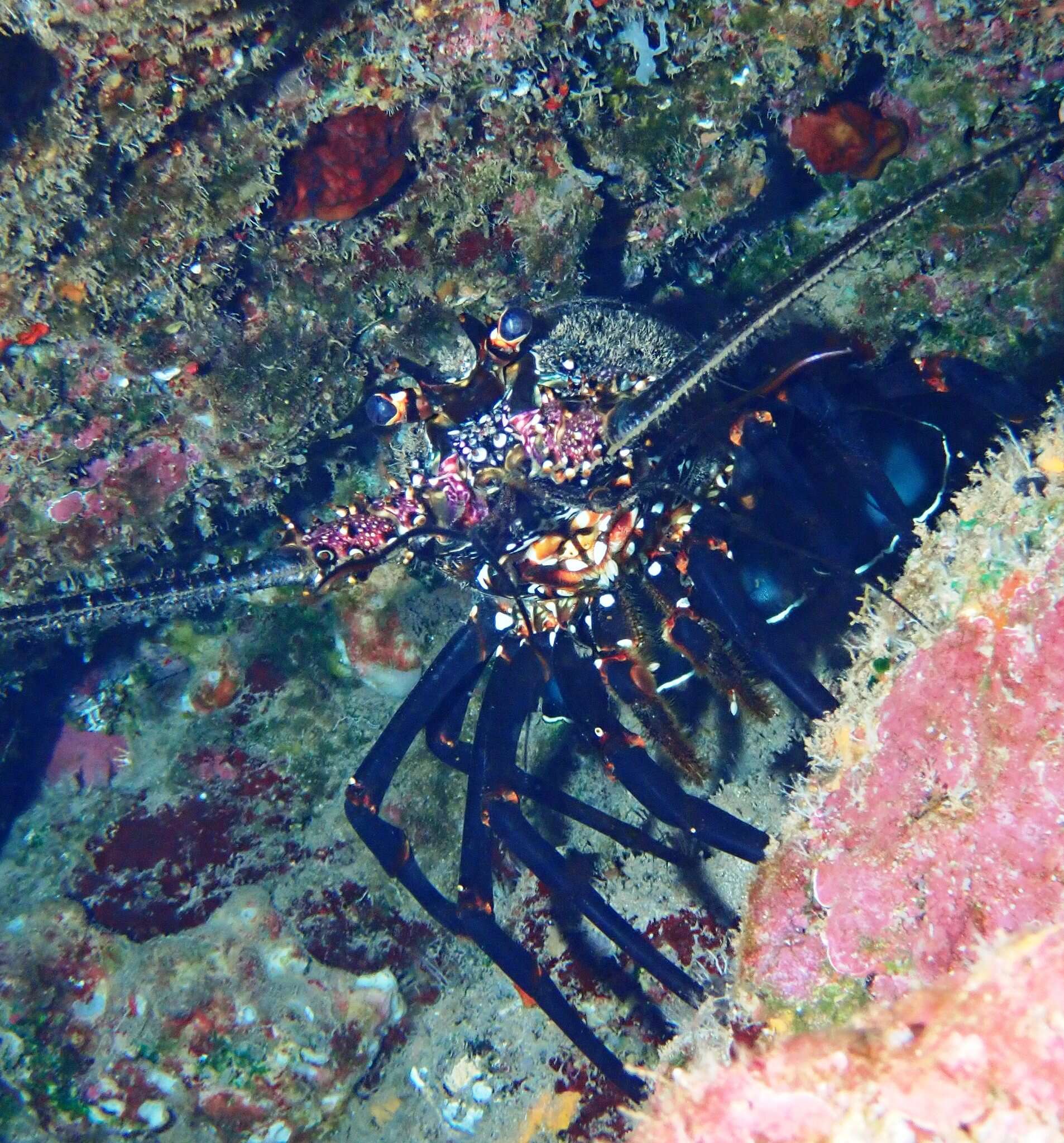 Image of Banded Spiny Lobster