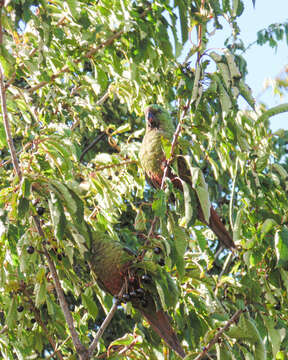 Image of Patagonian Parakeets