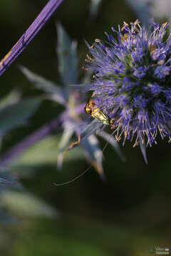 Imagem de Nemophora dumerilella (Duponchel 1839)