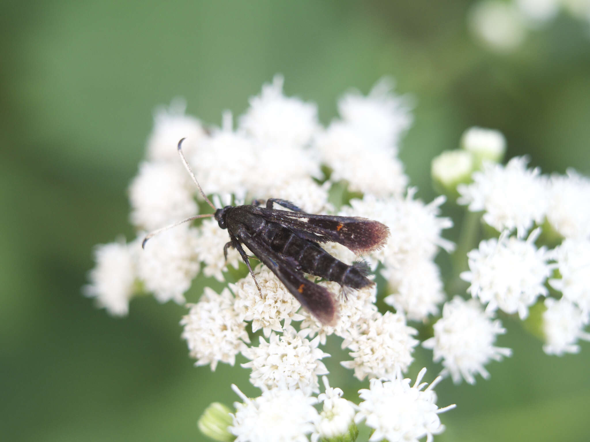 Image of Virginia Creeper Clearwing