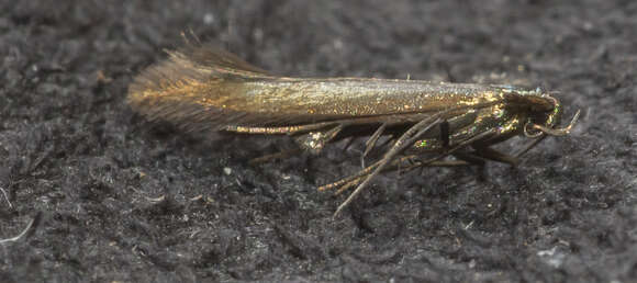 Image of Coleophora mayrella