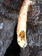 Image of Homotrigona melanoleuca (Cockerell 1929)