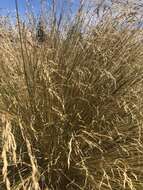 Image of silver tussock