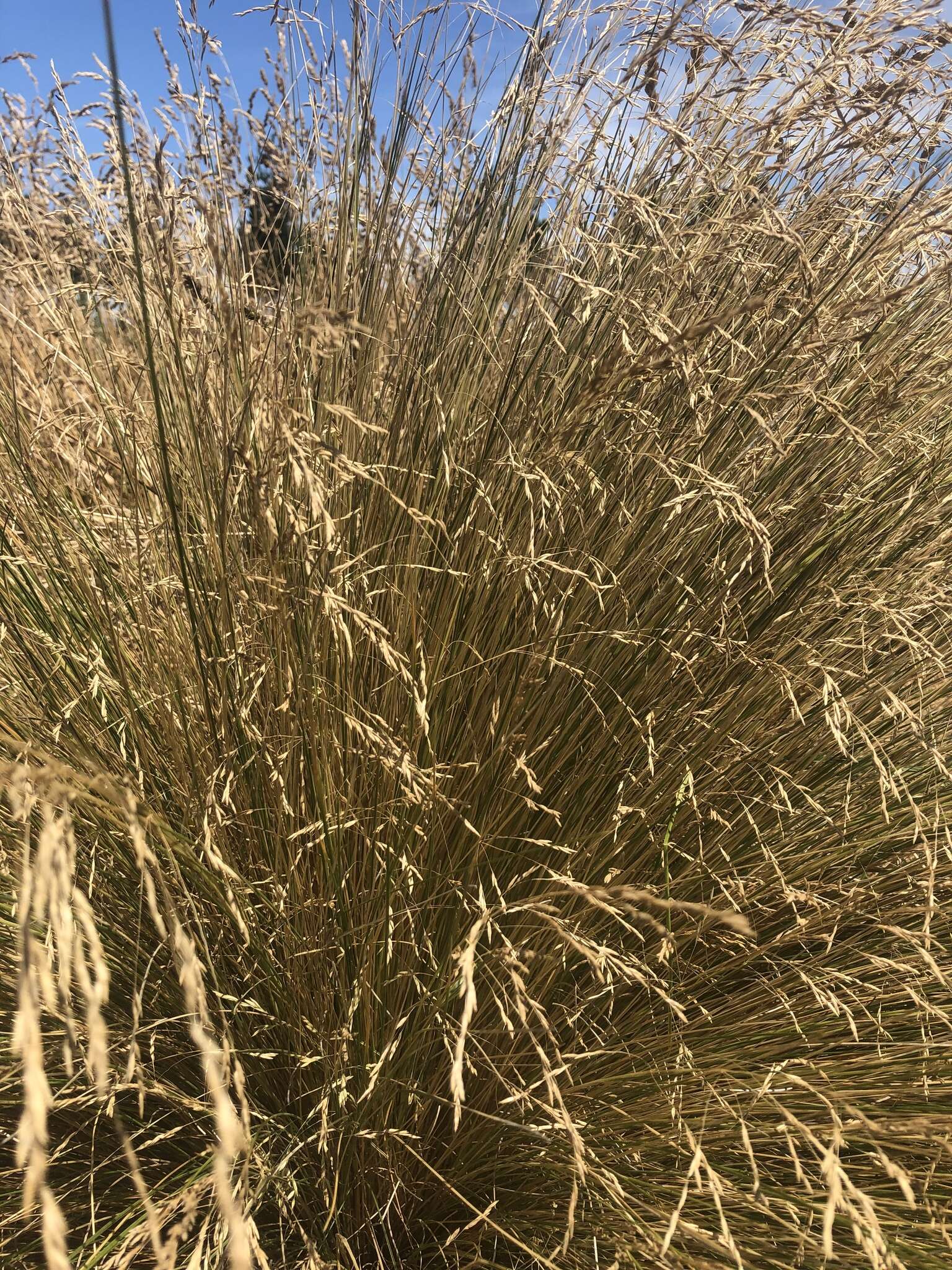 Image of silver tussock