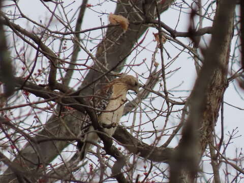 Image of Buteo lineatus lineatus (Gmelin & JF 1788)