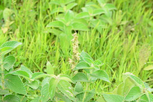 Image of Habenaria heyneana Lindl.