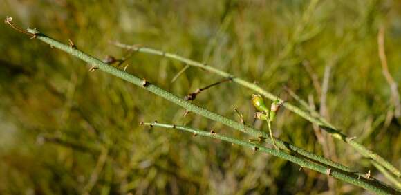 Image de Psoralea verrucosa Willd.