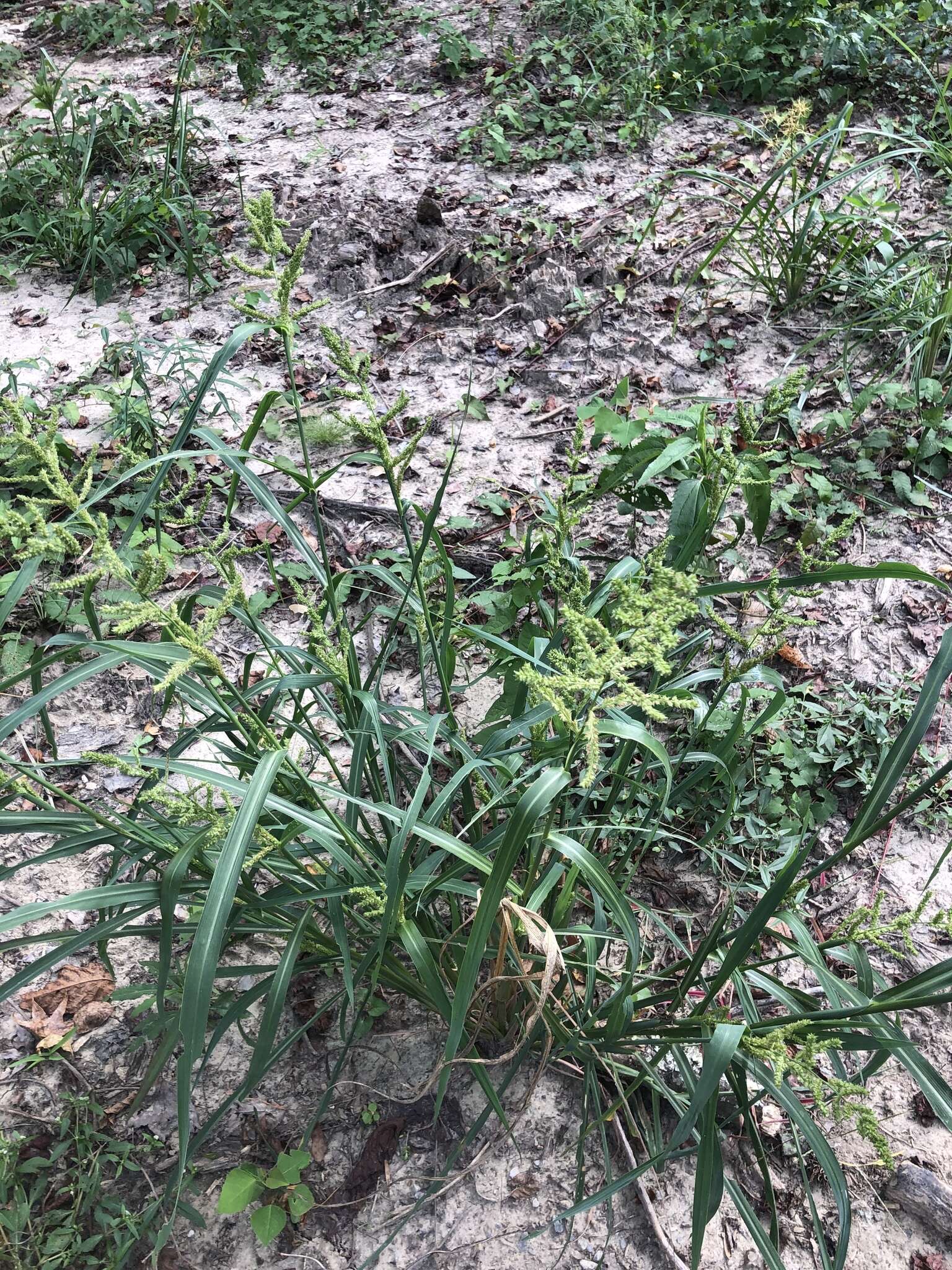 Echinochloa muricata var. muricata resmi