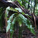 Image de Elaphoglossum apodum (Kaulf.) Schott