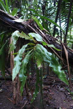 Image de Elaphoglossum apodum (Kaulf.) Schott