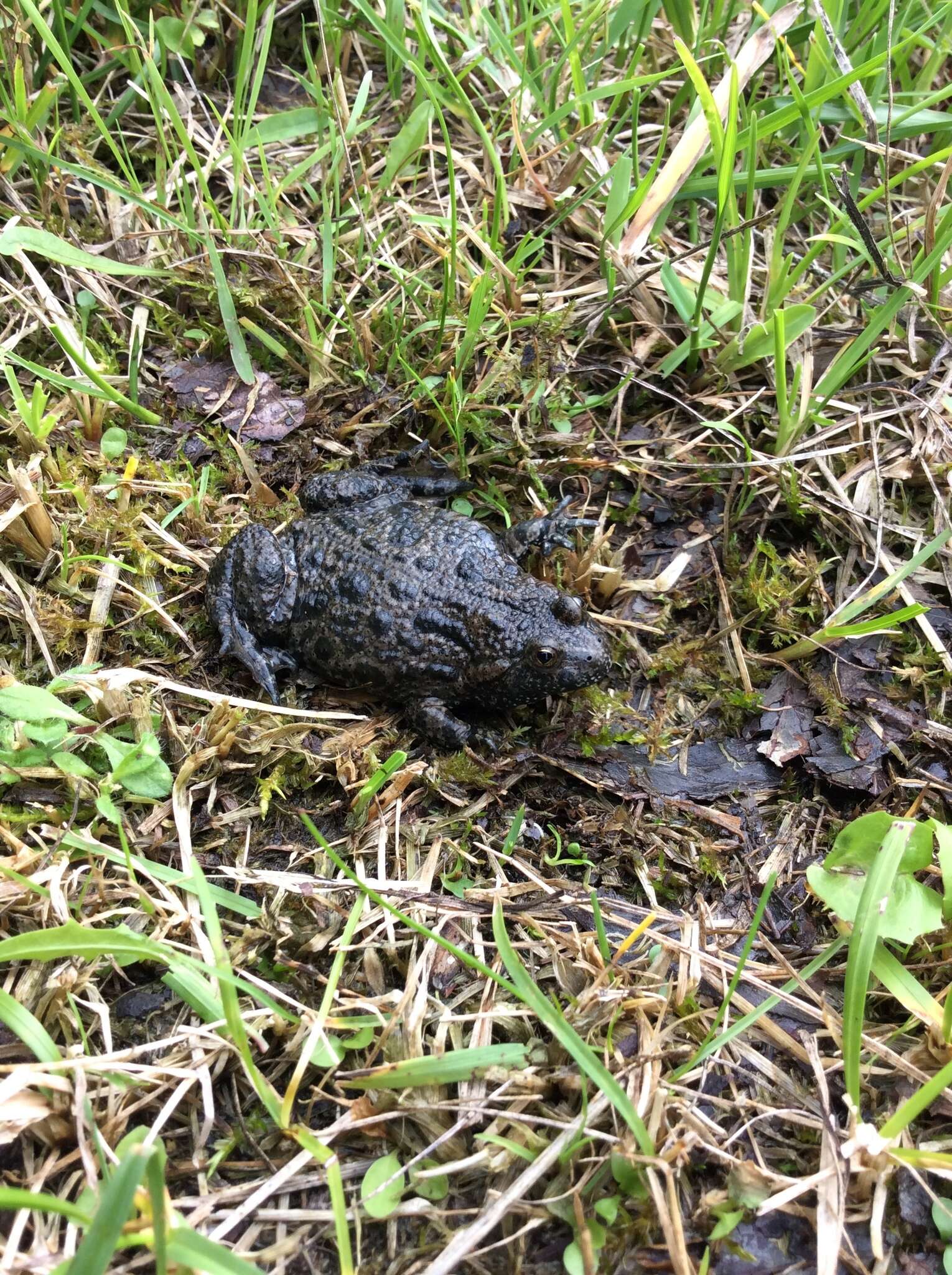 Image of Fire-bellied Toad