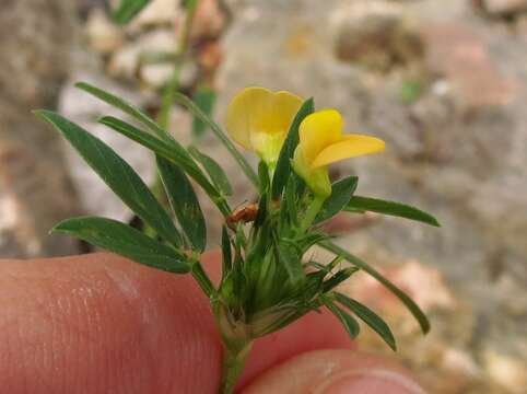 صورة Stylosanthes hamata (L.) Taub.