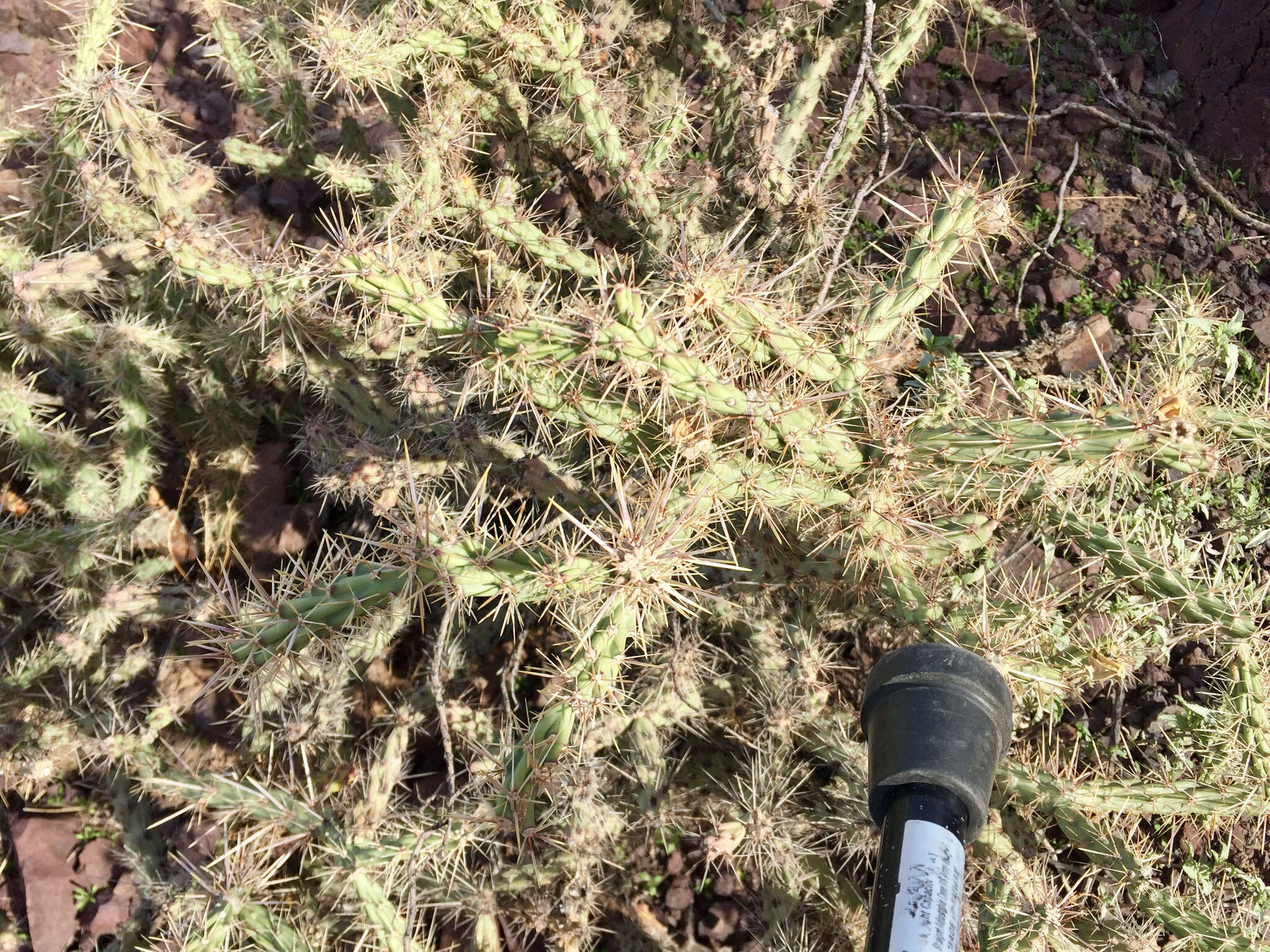 Image of buck-horn cholla