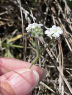 Image of Cryptantha kinkiensis Rebman & M. G. Simpson