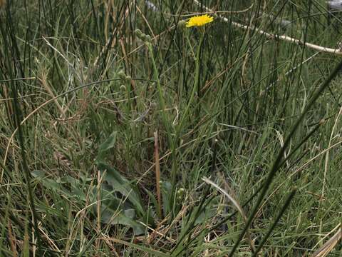 Imagem de Crepis runcinata subsp. glauca (Nutt.) Babc. & Stebbins