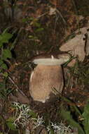 Слика од Boletus reticulatus Schaeff. 1774