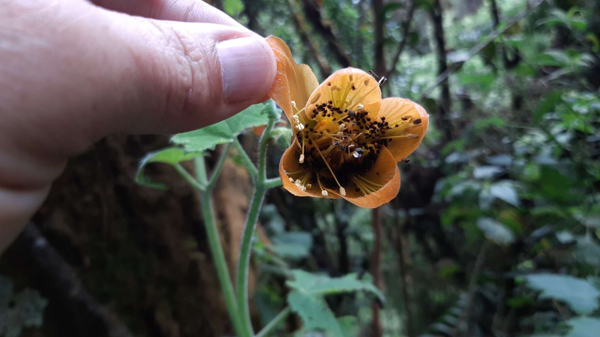 Image of Nasa speciosa (J. D. Sm.) Weigend