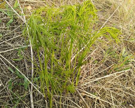 Слика од Peucedanum morisonii Besser