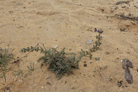 Image of Salvia lanigera Poir.