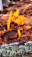 Image de Calocera furcata (Fr.) Fr. 1827