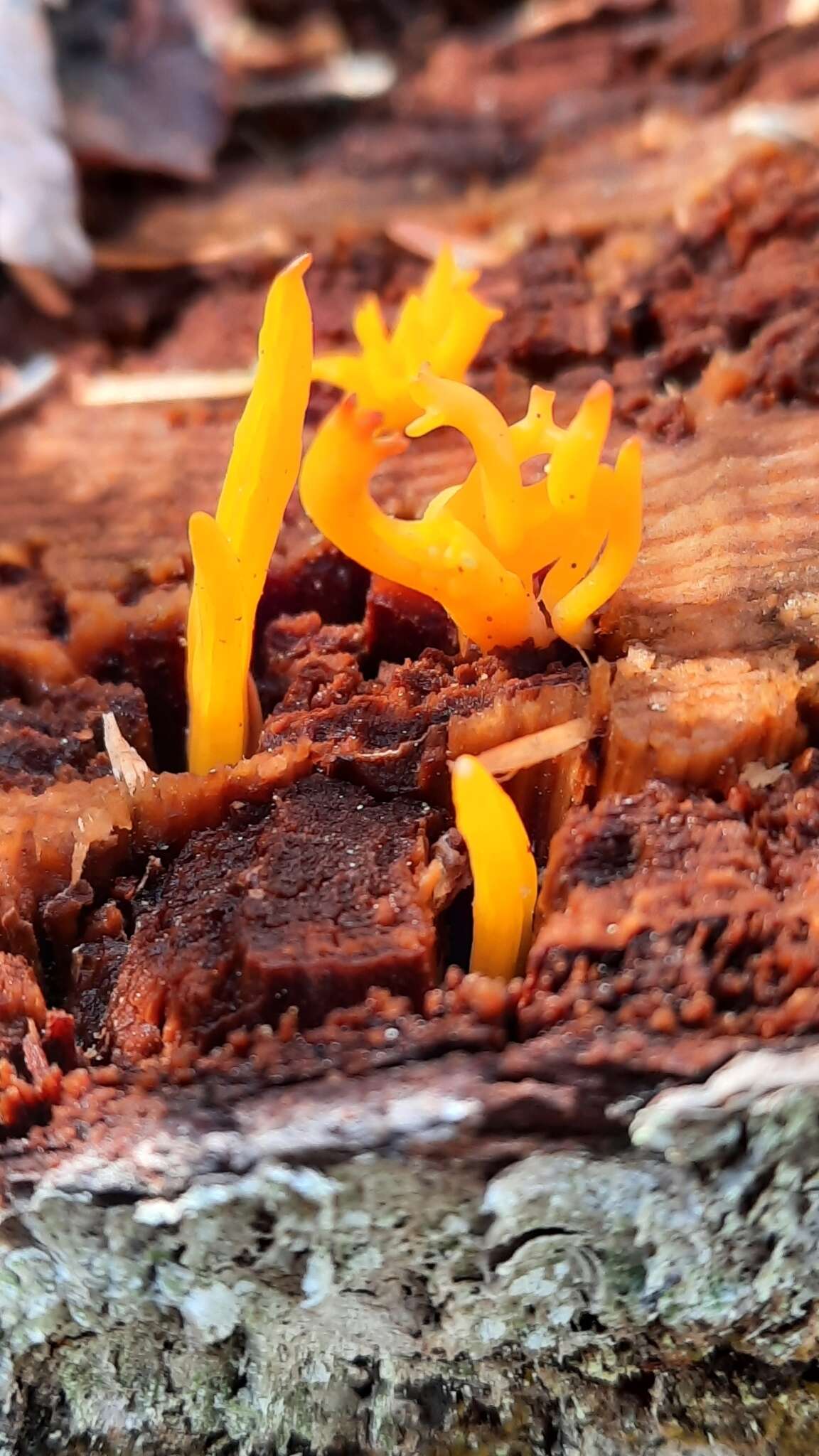 Image of Calocera furcata (Fr.) Fr. 1827