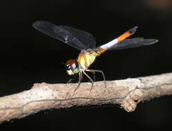 Imagem de Brachygonia oculata (Brauer 1878)