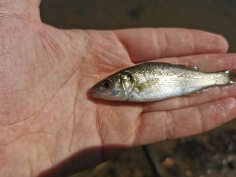 Image of Black-spotted Bass