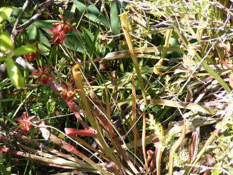 Image of Sweet pitcher plant