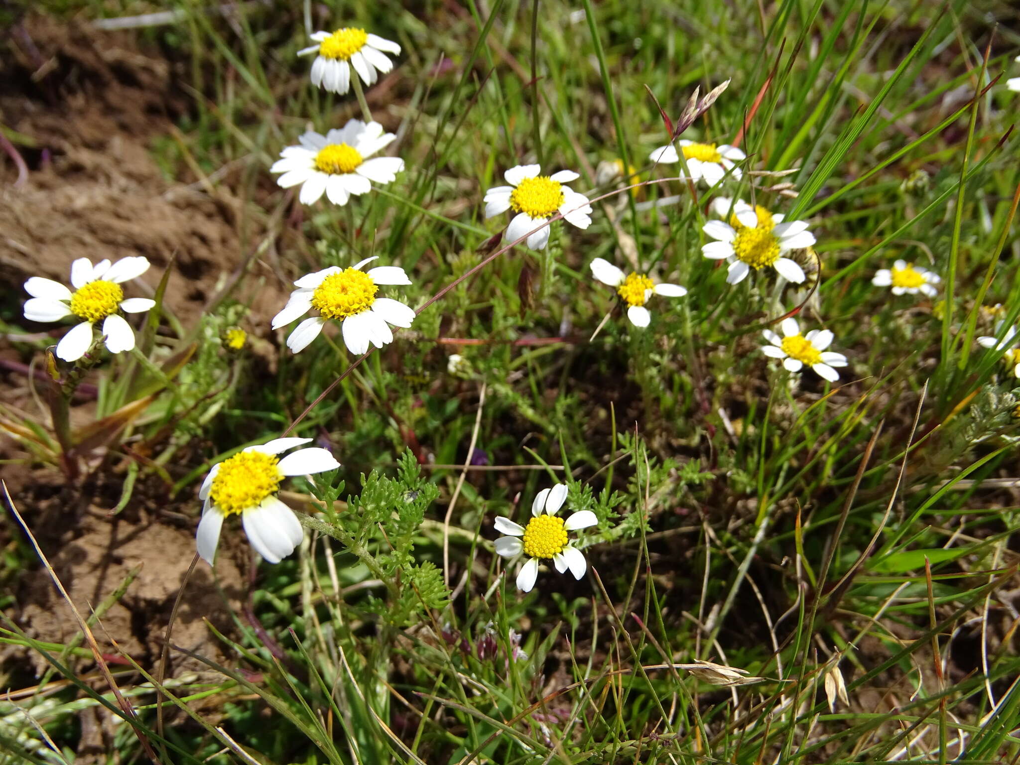 Image of Anthemis tigreensis J. Gay ex A. Rich.