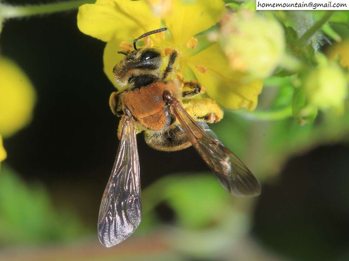 Image of Andrena chengtehensis Yasumatsu 1935